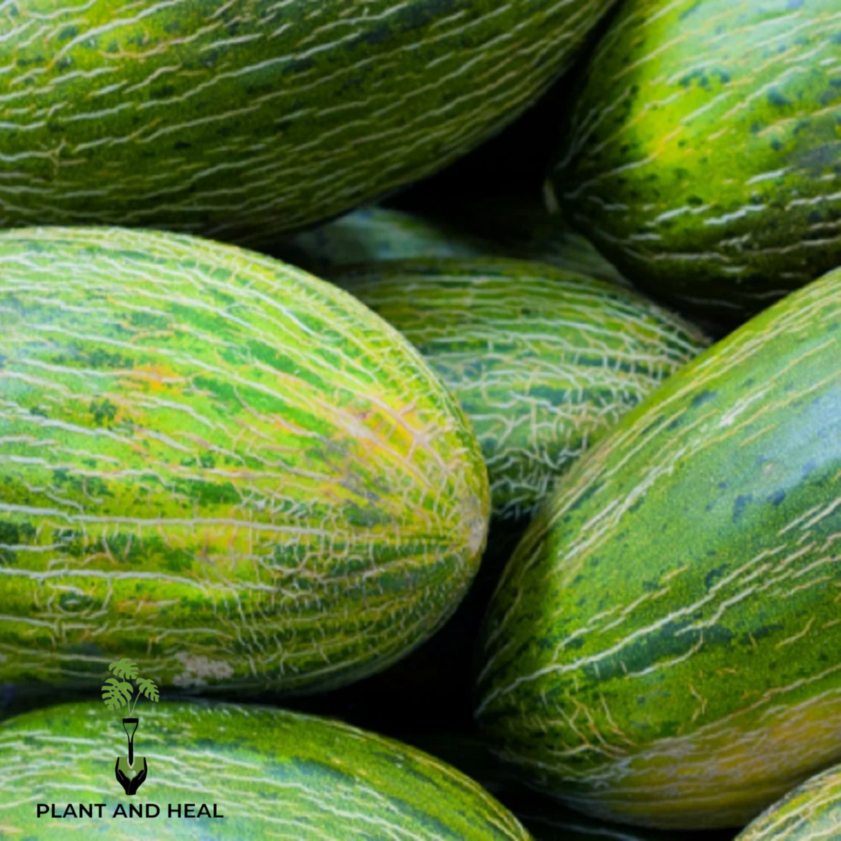 Late Valencia melons with green skins streaked yellow and pale green — from BlackOwnedSeeds.com.