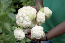 Load image into Gallery viewer, Person holding a bunch of cauliflower with a blurred green background
