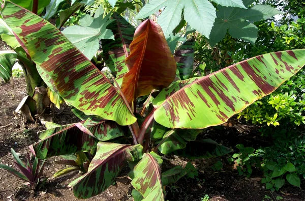 A banana plant with green leaves streaked burgundy and an upright reddish new leaf.