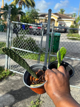 Load image into Gallery viewer, Nopales Cactus
