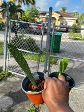 Load image into Gallery viewer, Nopales Cactus
