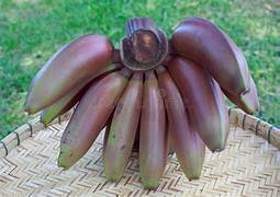 A harvested bunch of reddish-purple bananas on a woven surface.