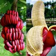 Load image into Gallery viewer, Red Dacca (Cuban) Banana - RARE
