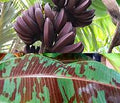 A collage of dark reddish bananas and a green banana leaf mottled burgundy.