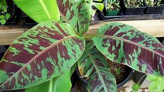 A close-up of broad banana leaves mottled green and burgundy.