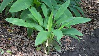 A galangal plant with long green leaves growing in soil.