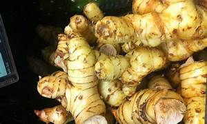 A pile of pale golden galangal rhizomes with ringed skins.