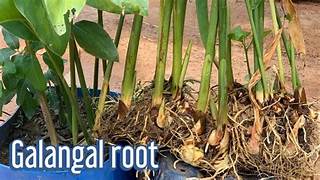Uprooted galangal plants with stems, roots, and rhizomes above the words “Galangal root”.