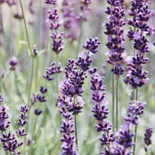 Load image into Gallery viewer, Phenomenal Lavender Plant
