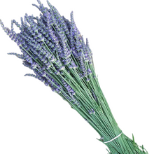 Load image into Gallery viewer, Phenomenal Lavender Plant
