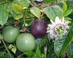 Green and purple passion fruits beside a white and purple passionflower.