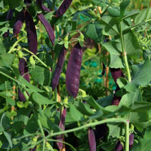 Load image into Gallery viewer, Purple Magnolia Snap Pea Seeds

