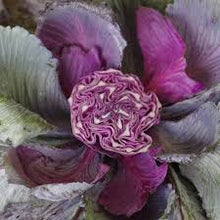 Cargar imagen en el visor de la galería, A close-up of a purple and green ornamental cabbage flower head, showing tightly curled magenta-purple petals around a pale green outer margin.
