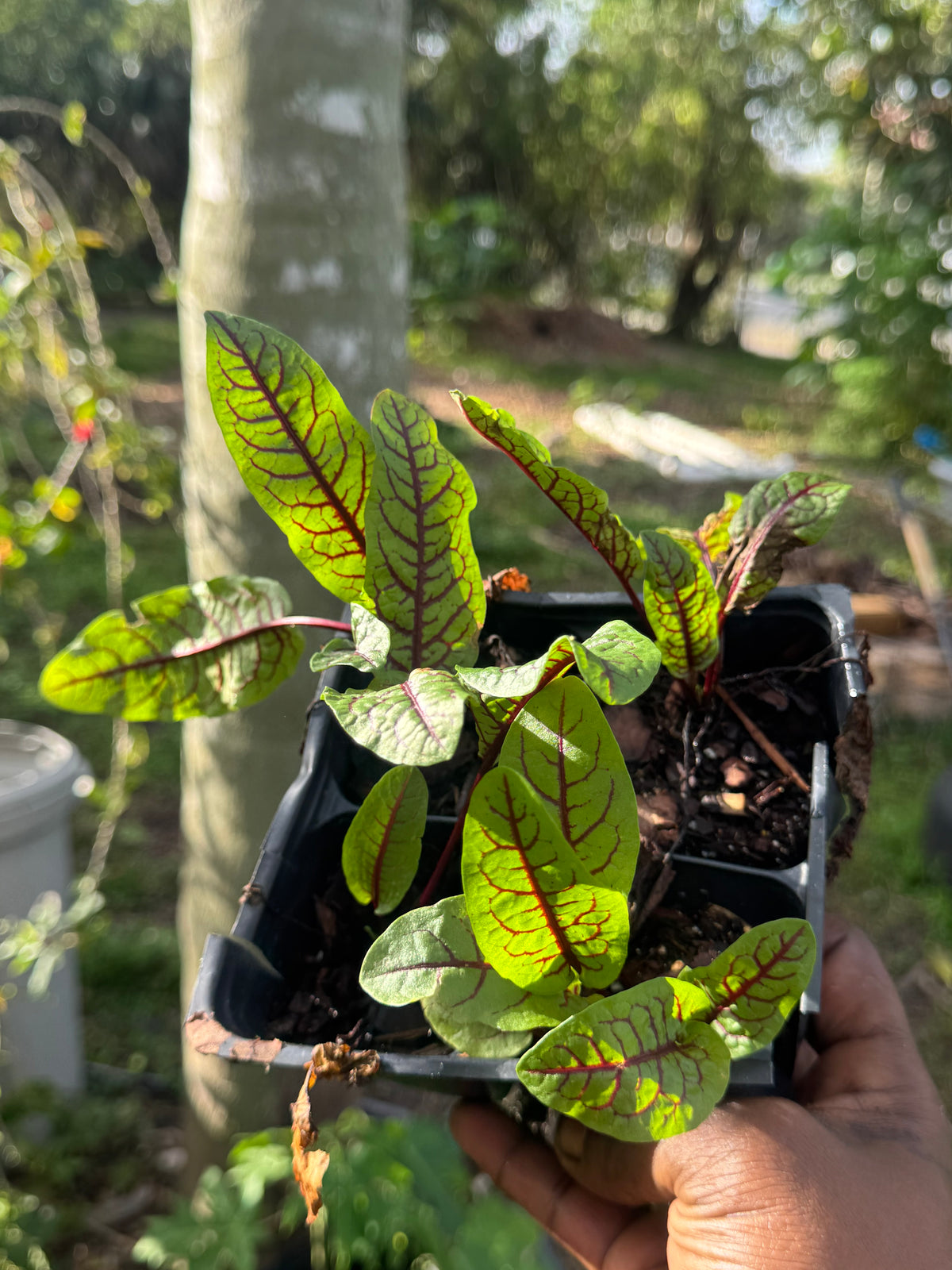 A hand holding a nursery pot of green sorrel seedlings with red veins.