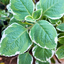 Load image into Gallery viewer, Rooted Variegated Cuban Oregano Cuttings
