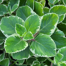 Load image into Gallery viewer, Rooted Variegated Cuban Oregano Cuttings
