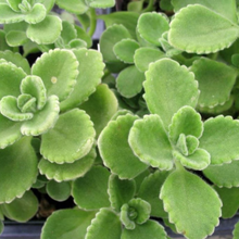 Load image into Gallery viewer, Rooted Cuban Oregano Cuttings
