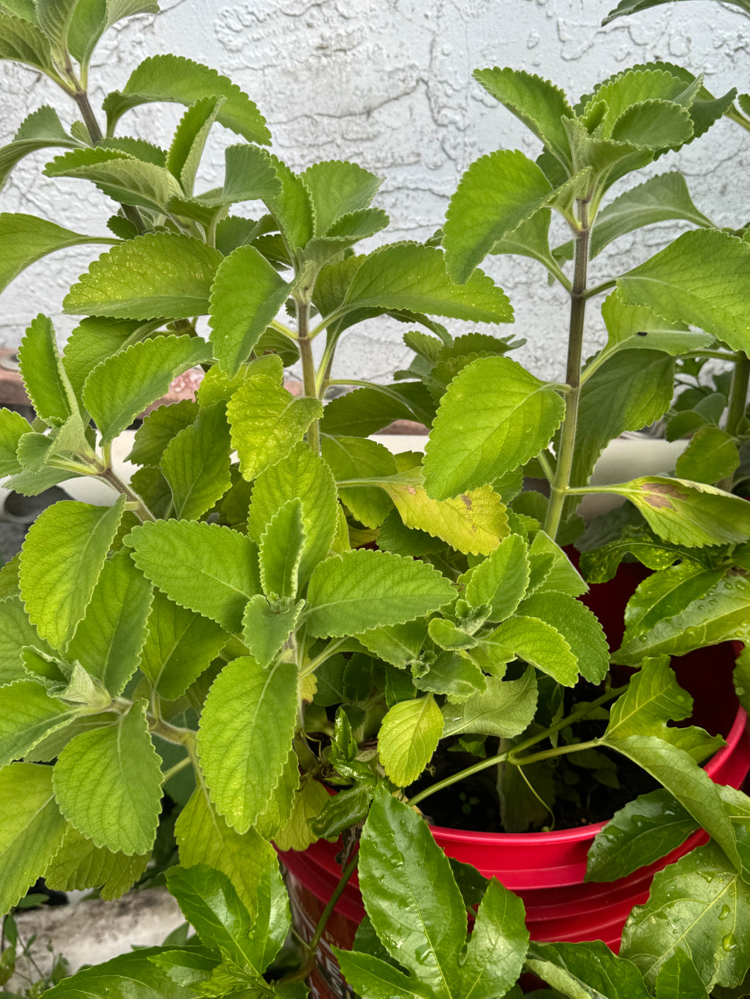 Rooted Cuban Oregano Cuttings