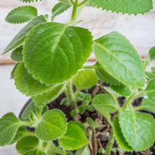 Load image into Gallery viewer, Rooted Cuban Oregano Cuttings
