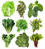 Leafy Green Variety Seed Starter Kit - Plant and Heal