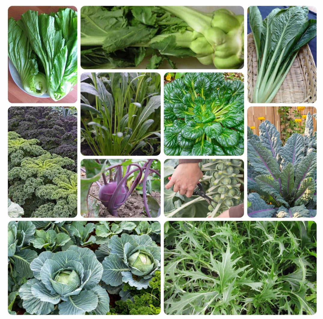 A collage of brassica crops, including cabbage, kale, broccoli, and kohlrabi — from BlackOwnedSeeds.com.
