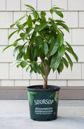 A leafy soursop tree in a green nursery pot beside white siding.