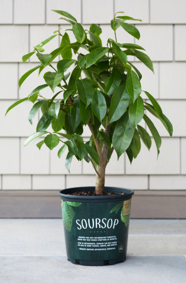A leafy soursop tree in a green nursery pot beside white siding.