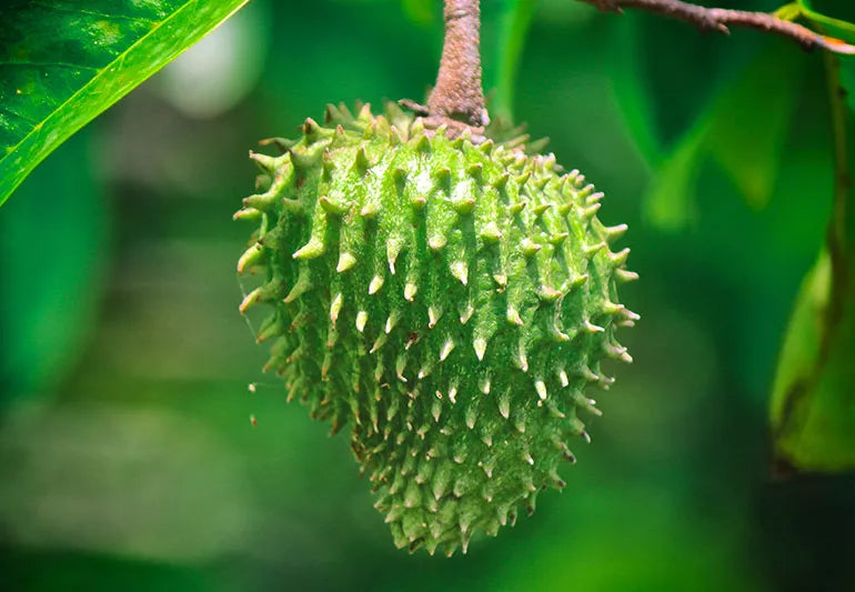 Fruta de guanábana — 1 fruta entera