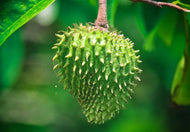 Soursop Fruit – 1 Whole Fruit no no