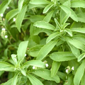 Sweet herb stevia foliage