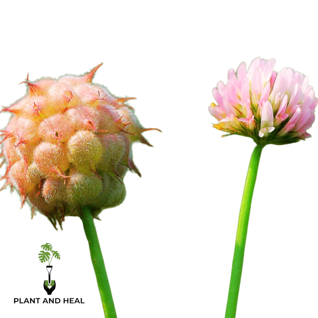 strawberry clover seeds Strawberry Clover Seeds