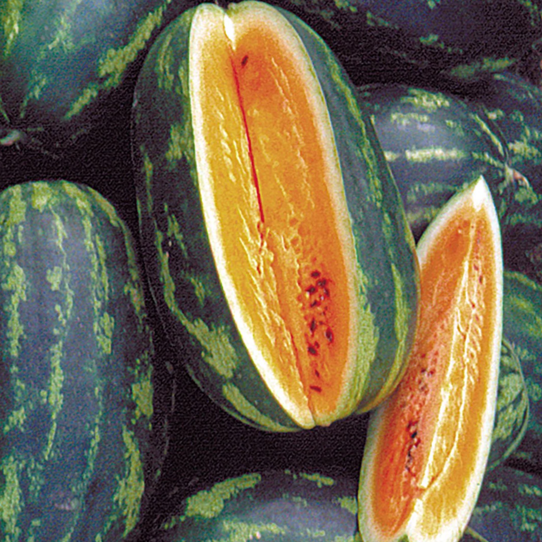 An elongated watermelon cut lengthwise to show orange flesh.