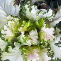 Variegated collard leaves with creamy white centers and green ruffled edges — from BlackOwnedSeeds.com.