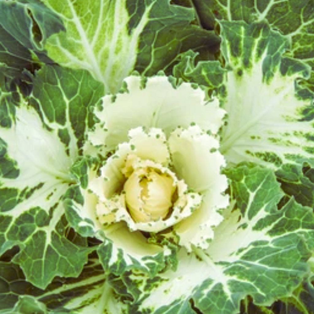 A collard rosette with a pale cream center and green outer leaves.