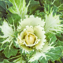 Load image into Gallery viewer, Variegated Collards
