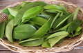 Air-Dried Soursop Leaves — 20 Leaves