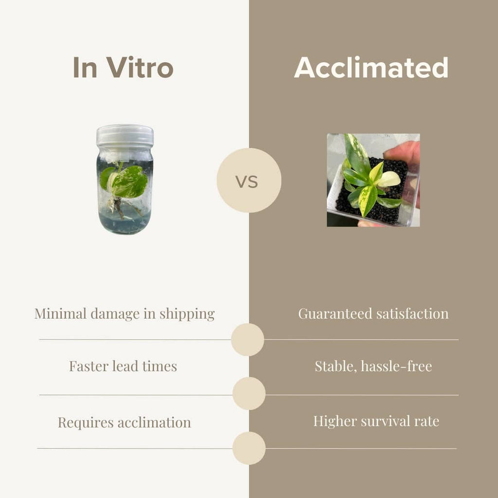 Comparison graphic: In Vitro shows a plant in a jar and lists minimal shipping damage, faster lead times, and required acclimation. Acclimated shows a potted plant and lists guaranteed satisfaction, stable and hassle-free growth, and a higher survival rate.