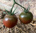 Ripe Black Cherry tomatoes