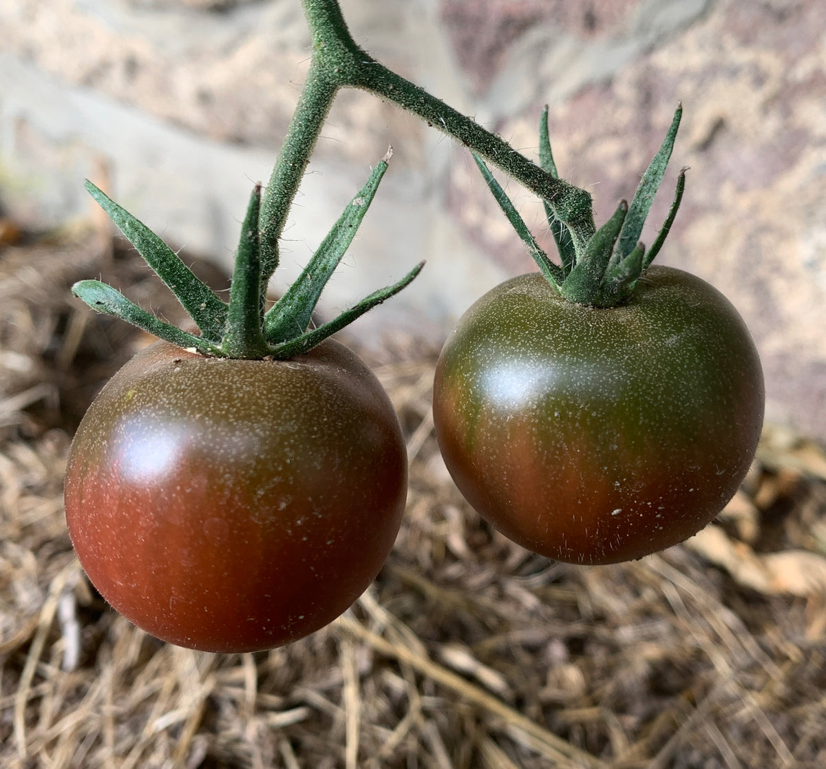 Ripe Black Cherry tomatoes