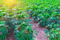 Rows of cassava plants with finger-like green leaf lobes.