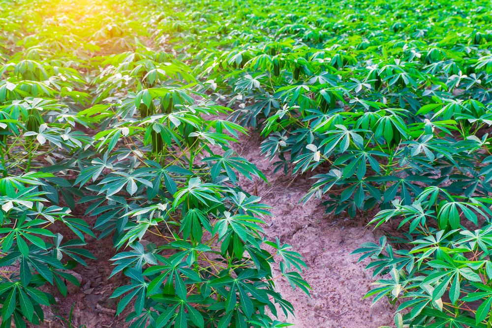Rows of cassava plants with finger-like green leaf lobes.