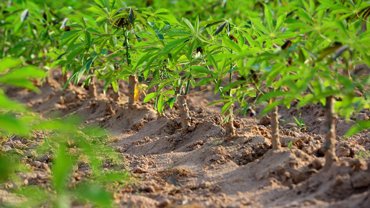 A row of leafy cassava plants growing in soil.