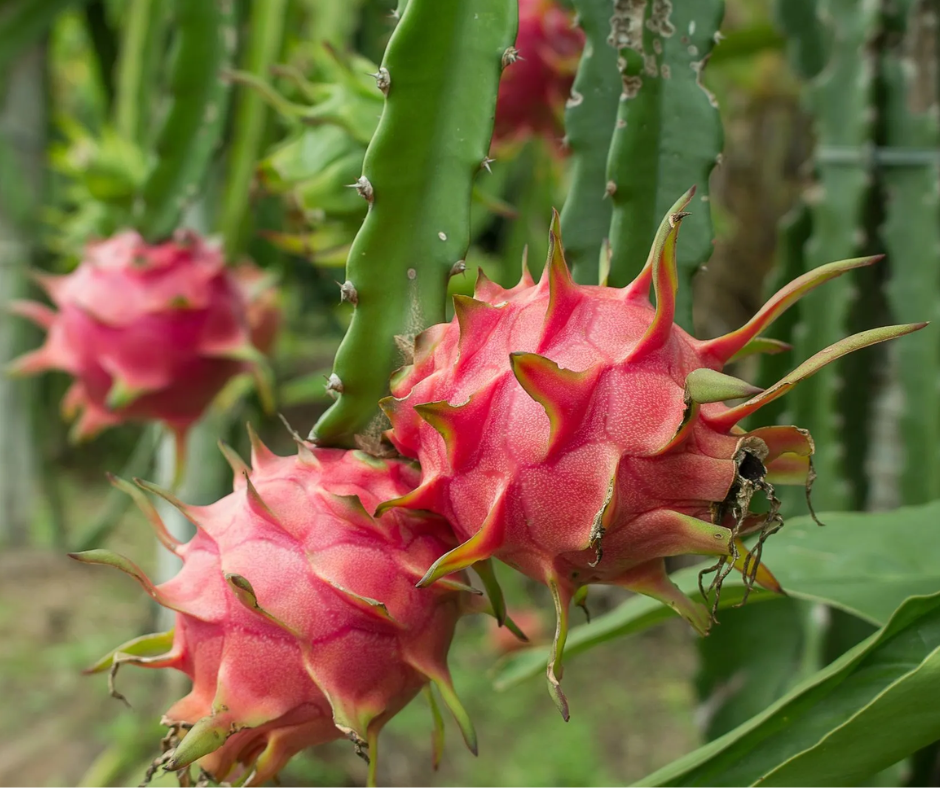 Dragon Fruit Plant 2-Year-Old