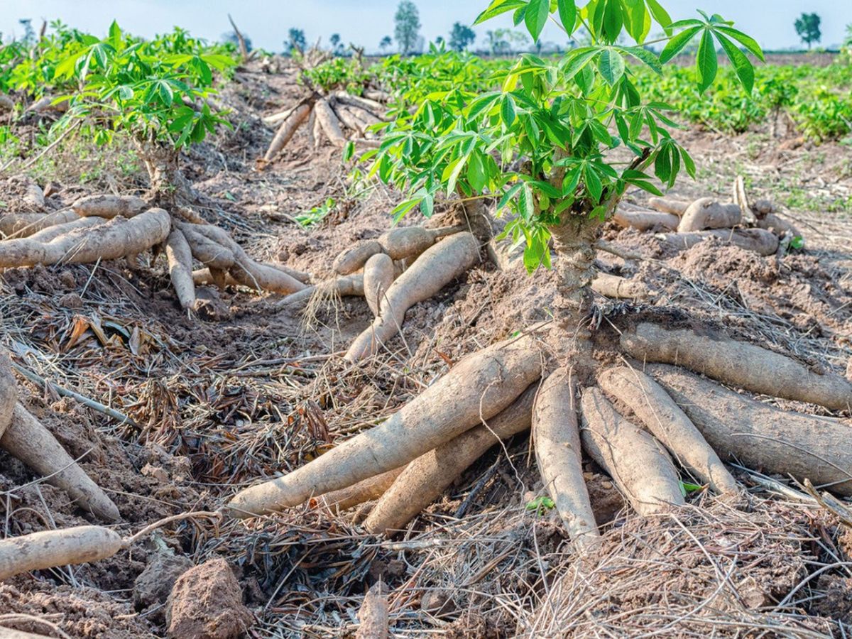 Harvested cassava plants with clusters of long brown roots lying in a field.