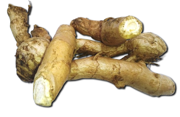 White Turmeric (Amba Haldi) – A Rare & Aromatic Heirloom Spice