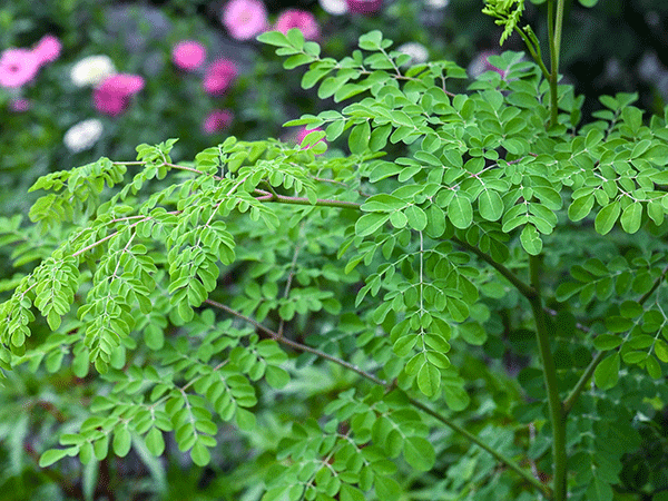 A leafy moringa branch with many small oval green leaflets.