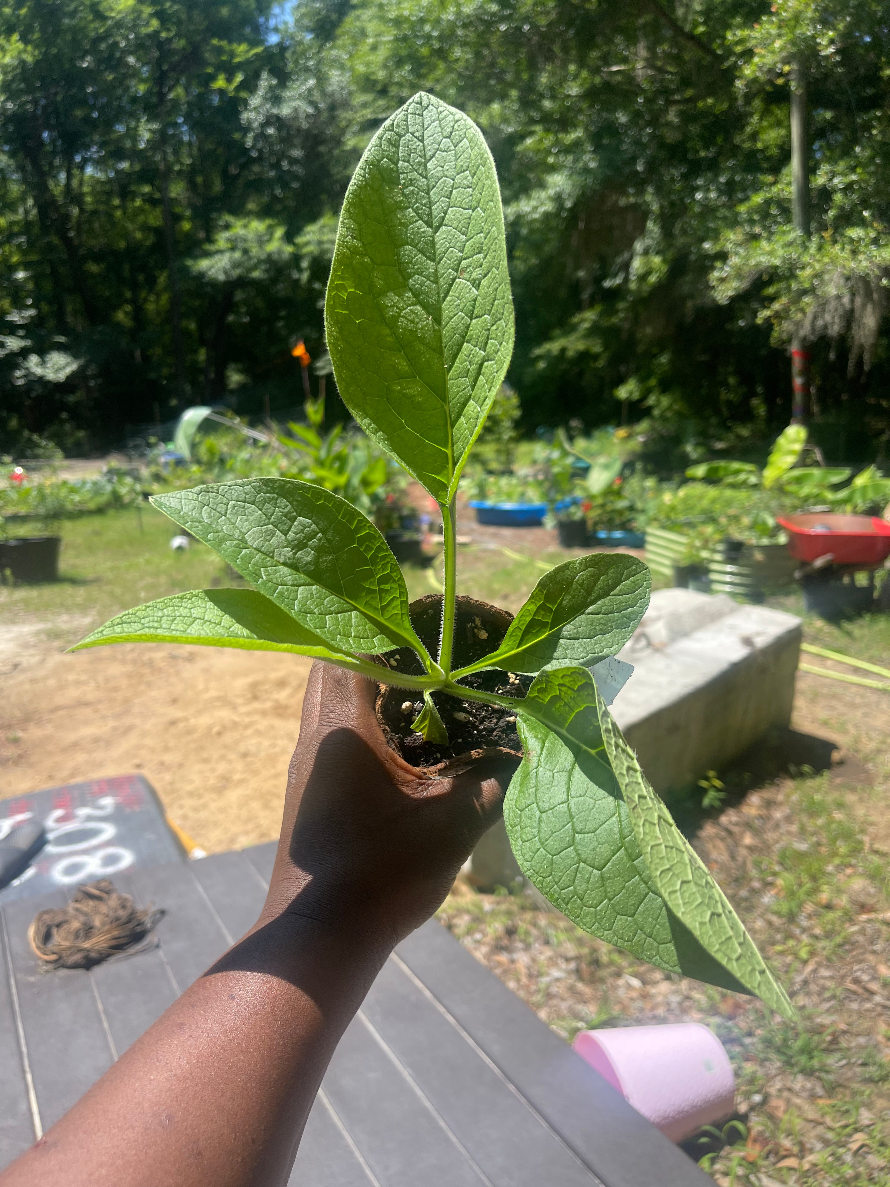 A hand holding a potted comfrey plant with broad green leaves.