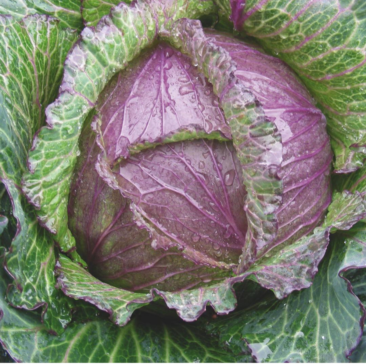 A Purple Savoy cabbage head with purple leaves and green outer edges — from BlackOwnedSeeds.com.