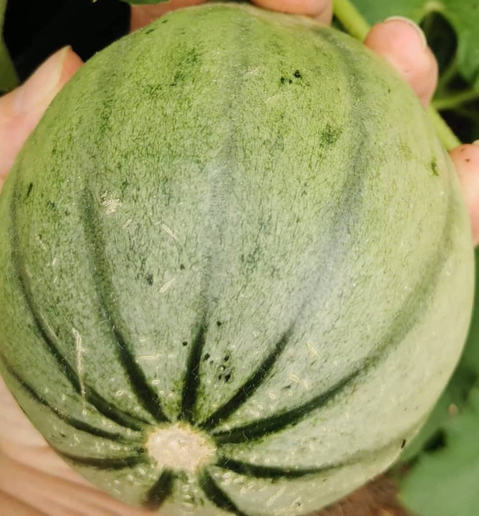 A hand holding a pale green melon with darker stripes.