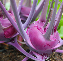 Load image into Gallery viewer, A super close up vibrant photo of a purple, bulbous vegetable with green leaves and stems.

